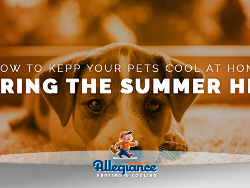 How to Keep Pets Cool During Summer