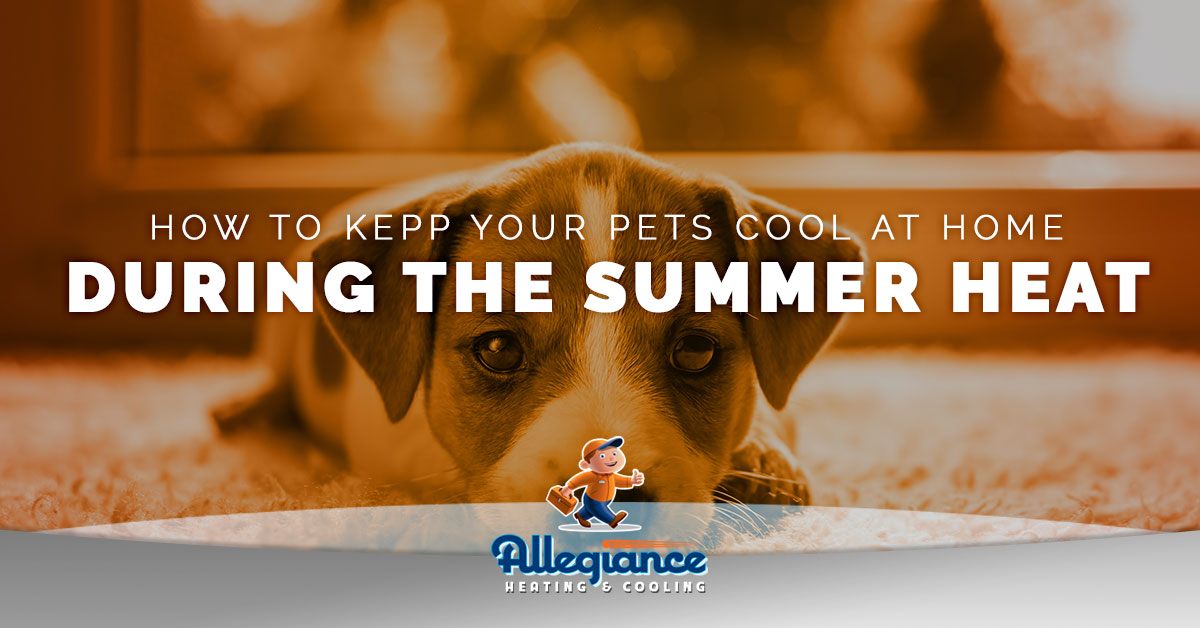 How To Keep Your Pets Cool During the Summer | Allegiance